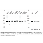 DVL3 Polyclonal Antibody (20 μl)