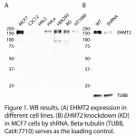 EHMT2 Polyclonal Antibody (20 μl)