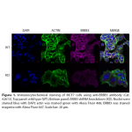 ERBB3 Polyclonal Antibody (20 μl)
