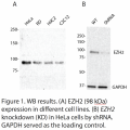EZH2 Polyclonal Antibody (20 μl)