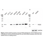FADD Polyclonal Antibody (20 μl)