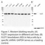 FLOT1 Polyclonal Antibody (20 μl) 