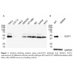 FLOT1 Monoclonal Antibody (20 μl)