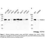FOXO1 Polyclonal Antibody (20 μl)  