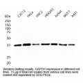 GAPDH Monoclonal Antibody, Mouse (20 µl)