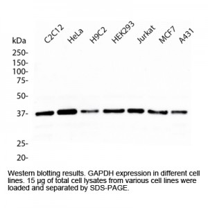 GAPDH Monoclonal Antibody, Mouse (50 µl)