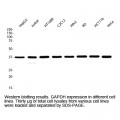 GAPDH Polyclonal Antibody, Rabbit (50 µl)