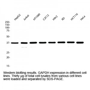GAPDH Polyclonal Antibody, Rabbit (20 µl)