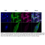 GATA3 Polyclonal Antibody (20 μl) 