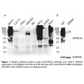 GPRC5A Polyclonal Antibody (20 μl)