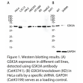 GSK3A Polyclonal Antibody (20 μl)