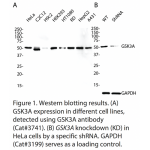 GSK3A Polyclonal Antibody (20 μl)