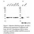 H3C1 Polyclonal Antibody (20 μl)