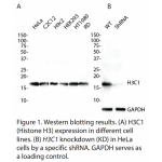 H3C1 Polyclonal Antibody (20 μl)