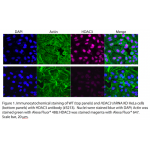 HDAC3 Monoclonal Antibody (20 μl)