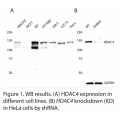 HDAC4 Polyclonal Antibody (20 μl)
