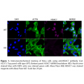 HDAC7 Polyclonal Antibody (20 μl)