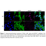 HDAC7 Polyclonal Antibody (20 μl)