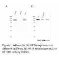 HIF1A Polyclonal Antibody (20 μl)