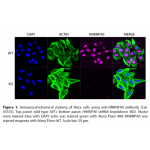 HNRNPA0 Polyclonal Antibody (20 μl)  