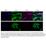 ITGA4 Polyclonal Antibody (20 μl)  
