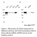 ITGA5 Polyclonal Antibody (20 μl)  