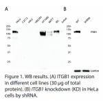 ITGB1 Polyclonal Antibody (20 μl)  