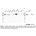 ITGB1 Monoclonal Antibody (20 μl) 