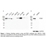 ITGB1 Monoclonal Antibody (20 μl) 