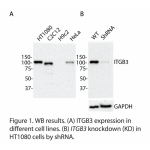 ITGB3 Polyclonal Antibody (20 μl)  