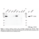 ITGB3 Monoclonal Antibody (20 μl) 