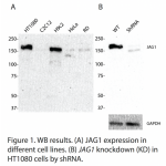 JAG1 Polyclonal Antibody (20 μl)  
