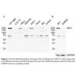 JAG1 Monoclonal Antibody (20 μl) 