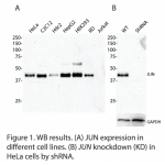 JUN Polyclonal Antibody (20 μl)  