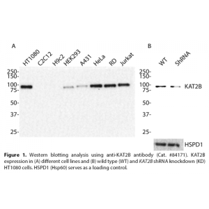 KAT2B Monoclonal Antibody (20 μl) 