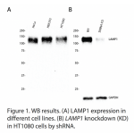 LAMP1 Polyclonal Antibody (20 μl)  