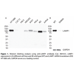LAMP1 Monoclonal Antibody (20 μl) 