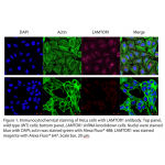 LAMTOR1 Polyclonal Antibody (20 μl)  