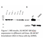 MCM7 Polyclonal Antibody (20 μl)  