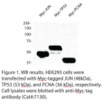 Myc-Tag Monoclonal Antibody (20 μl) 