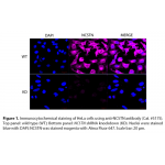 NCSTN Polyclonal Antibody (20 μl)  