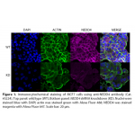 NEDD4 Polyclonal Antibody (20 μl)  