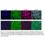 NFKBIA Monoclonal Antibody (20 μl) 
