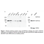 NOTCH2 Polyclonal Antibody (20 μl)  