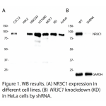 NR3C1 Polyclonal Antibody (20 μl)  