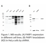 PARP1 Polyclonal Antibody (20 μl)  