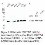PCNA Polyclonal Antibody (20 μl)  