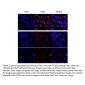 PCNA Polyclonal Antibody (20 μl)  