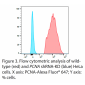 PCNA Polyclonal Antibody (20 μl)  