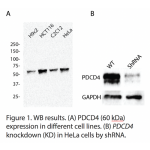 PDCD4 Polyclonal Antibody (20 μl)  